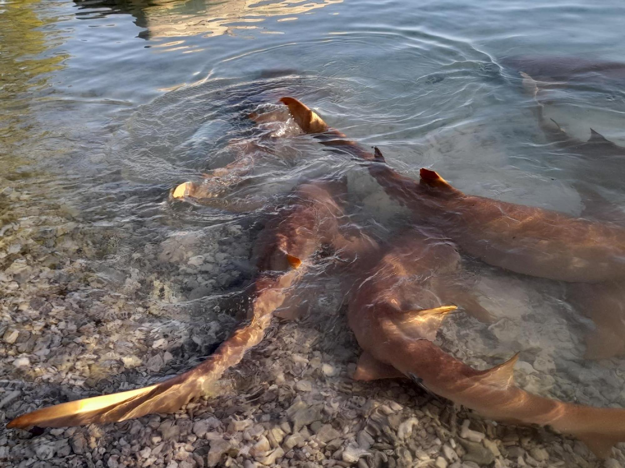 Hinamoe Lodge Avatoru Dış mekan fotoğraf