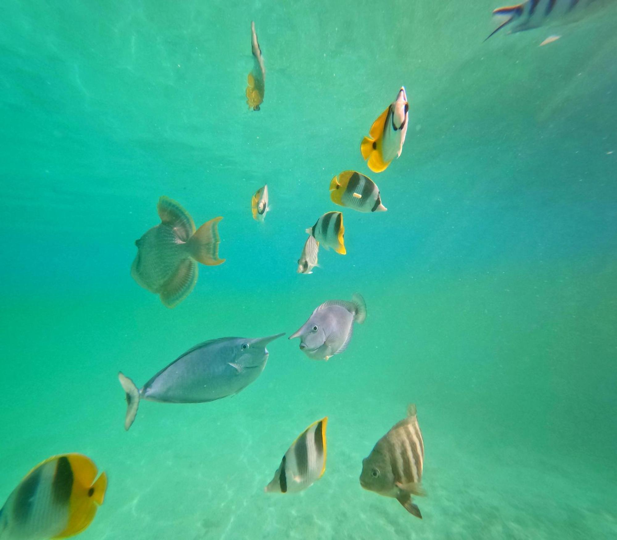 Hinamoe Lodge Avatoru Dış mekan fotoğraf